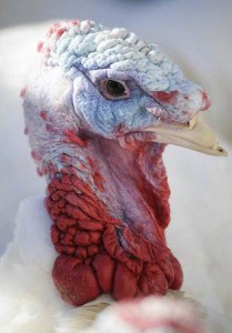 Valley View Turkey Farm – Flavor Fed Quality Turkeys