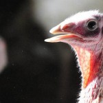 Valley View Turkey Farm – Flavor Fed Quality Turkeys