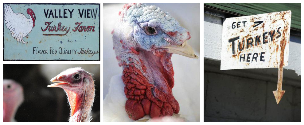 Cincinnati Buy Fresh Turkeys for hoiday